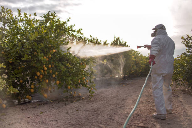 Best Termite Control Services  in , CT