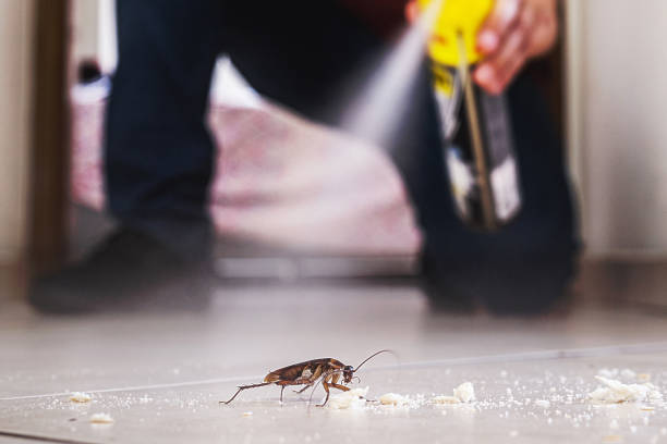 Best Flea Control Services  in , CT